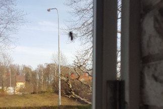 Maja Lunde: Binas&nbsp;historia