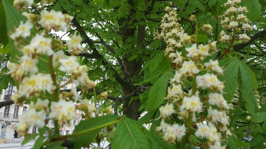 Tävla hos Skrivfokus