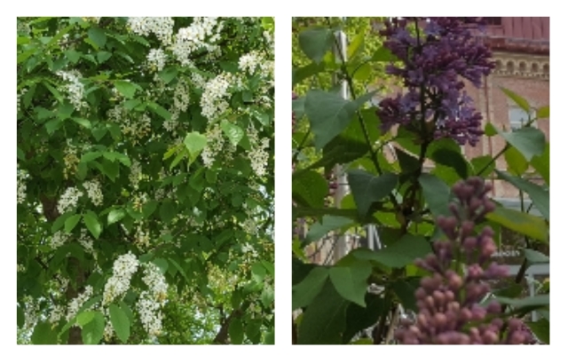 Tio meter mellan hägg och&nbsp;syren