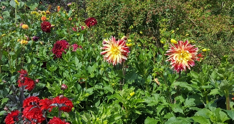 Tävling i Tidningen&nbsp;Skriva