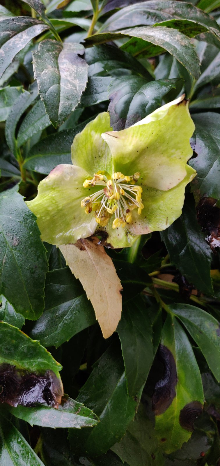 Bergbanan – Dikt tema&nbsp;Minne