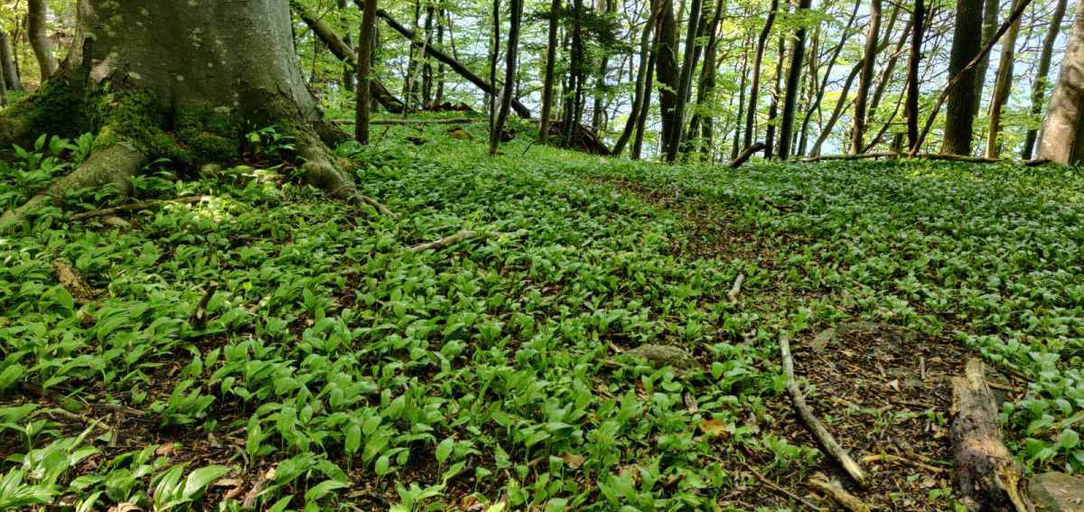 Ny dikt – Corvus&nbsp;corone